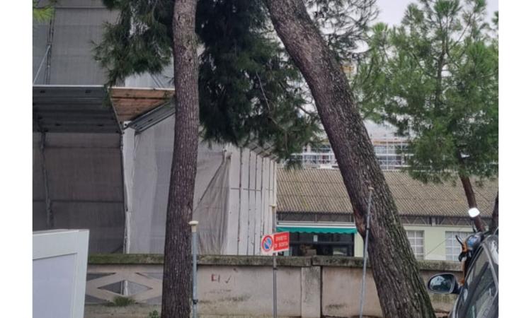 Tolentino, abbattimento di un albero pericolante: cambia la viabilità in via Flaminia Tolentino, abbattimento di un albero pericolante: cambia la viabilità in via Flaminia