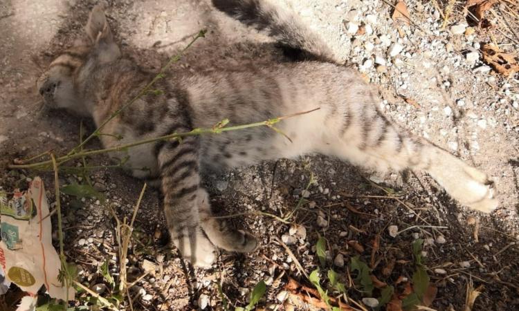 Pioraco, ucciso un altro gatto. La proprietaria: "Chi ha problemi si faccia aiutare. Basta morti"