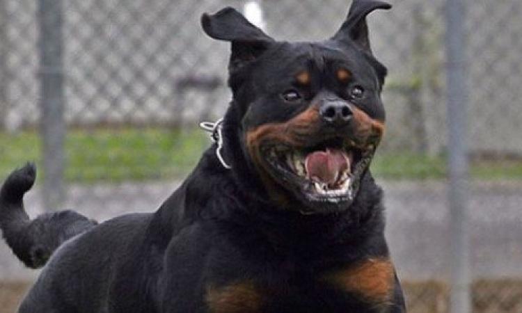 Bimba di otto anni azzannata dal cane di un'amica: operata d'urgenza al Salesi
