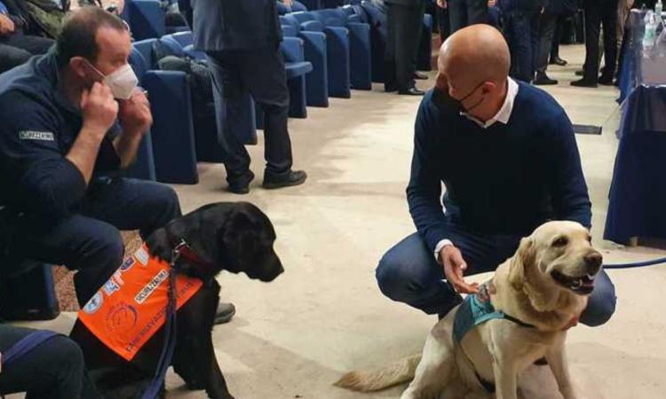 Arrivano i cani "anti-Covid": fiutano chi è positivo al virus meglio di un test antigenico. Cosa dice lo studio Arrivano i cani "anti-Covid": fiutano chi è positivo al virus meglio di un test antigenico. Cosa dice lo studio