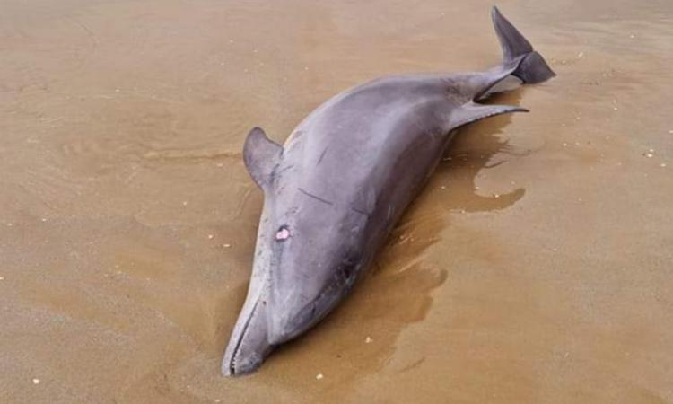 Pesaro, trovato un delfino morto sulla spiaggia Pesaro, trovato un delfino morto sulla spiaggia
