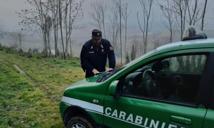 Montefano, taglio boschivo illegale su una superficie di 9.000 metri quadrati: tre denunciati