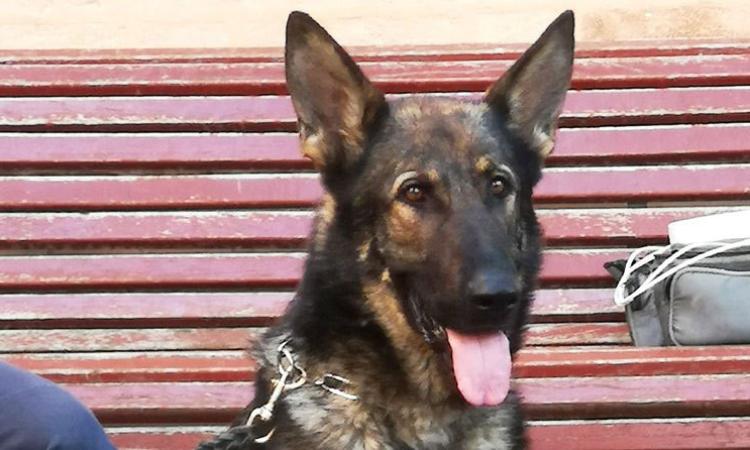 Tolentino, un mezzo di trasporto per il cane Billy della Polizia Locale: cittadino dona oltre 5 mila euro Tolentino, un mezzo di trasporto per il cane Billy della Polizia Locale: cittadino dona oltre 5 mila euro