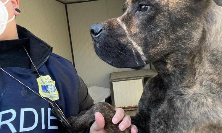 Adotta un cane durante il primo lockdown per poi ridurlo allo stremo: denunciata proprietaria (FOTO) Adotta un cane durante il primo lockdown per poi ridurlo allo stremo: denunciata proprietaria (FOTO)