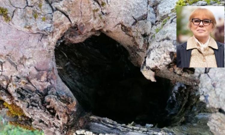 Matelica, Procaccini: "Necessario l'abbattimento di 53 alberi ai giardini pubblici" Matelica, Procaccini: "Necessario l'abbattimento di 53 alberi ai giardini pubblici"
