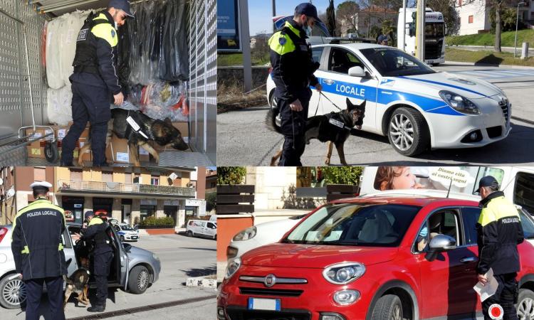 Tolentino, la Polizia Locale mette in campo il fiuto di Billy per "stanare" gli spacciatori: arrivano le multe