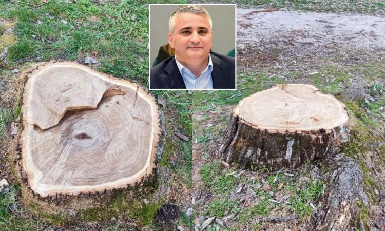 Taglio degli alberi a Matelica, Europa Verde: "Un tragico errore gestionale" Taglio degli alberi a Matelica, Europa Verde: "Un tragico errore gestionale"