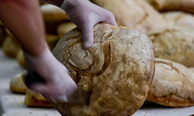 Grano e mais alle stelle: il prezzo supera i 400 euro a tonnellata. Pane sui 6 euro al kg a Macerata Grano e mais alle stelle: il prezzo supera i 400 euro a tonnellata. Pane sui 6 euro al kg a Macerata
