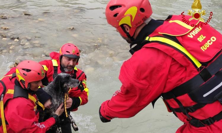 Cane bloccato nel fiume Tronto, non riesce a tornare a riva: i Vigili del Fuoco lo salvano Cane bloccato nel fiume Tronto, non riesce a tornare a riva: i Vigili del Fuoco lo salvano