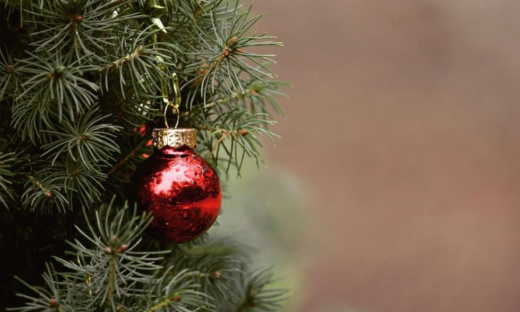 Castelraimondo, nuova vita per gli alberi di Natale: il Comune pianta decine di pini