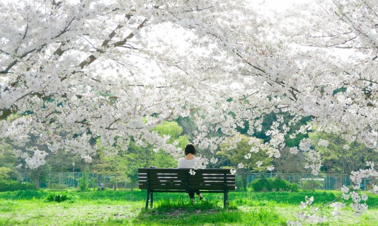 Fai Primavera Marche, il 26 e il 27 marzo le nuove Giornate Fai Primavera Marche, il 26 e il 27 marzo le nuove Giornate