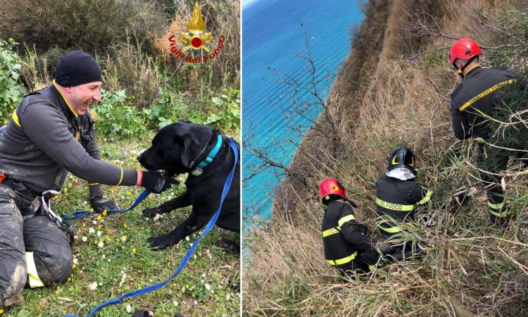 Cane precipita nel dirupo per 10 metri: i Vigili del Fuoco lo mettono in salvo (FOTO)