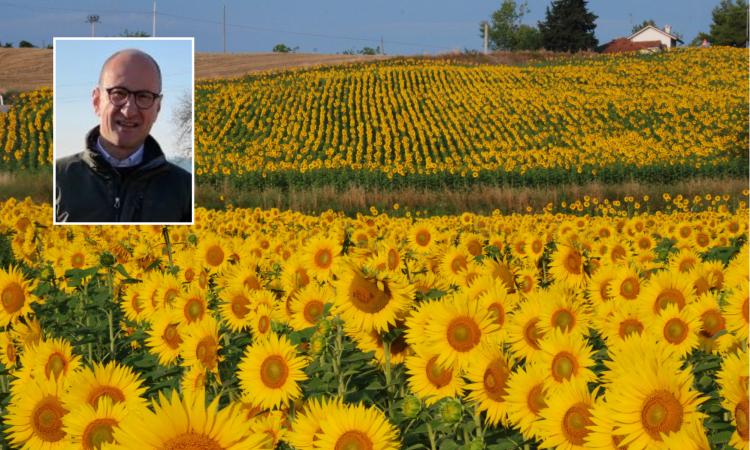 Blocco import dall'Ucraina, Confagricoltura Macerata: "Marche diventino la regione dei girasoli" Blocco import dall'Ucraina, Confagricoltura Macerata: "Marche diventino la regione dei girasoli"