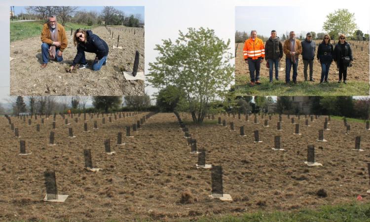 Mille nuove piante nel quartiere Le Vergini: Macerata sempre più verde Mille nuove piante nel quartiere Le Vergini: Macerata sempre più verde