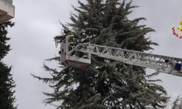 Vento forte nel Maceratese, rami e alberi caduti: 20 interventi dei Vigili del Fuoco Vento forte nel Maceratese, rami e alberi caduti: 20 interventi dei Vigili del Fuoco