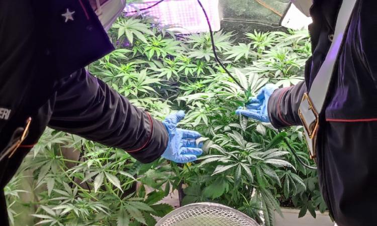 Mogliano, coltiva marijuana in casa: denunciato 33enne. Sequestrato oltre un kg di droga Mogliano, coltiva marijuana in casa: denunciato 33enne. Sequestrato oltre un kg di droga