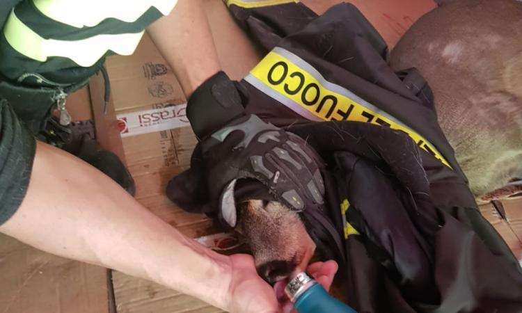 Capriolo perde l'orientamento e si rifugia in un capanno: soccorso dai Vigili del Fuoco