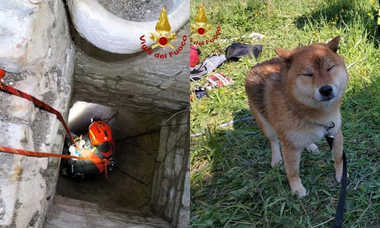 Cane precipita in un pozzo profondo 15 metri: salvato dai Vigili del Fuoco Cane precipita in un pozzo profondo 15 metri: salvato dai Vigili del Fuoco