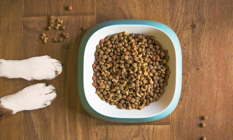 Cibo per cani: meglio umido o secco?