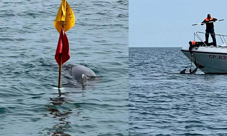 Delfino resta intrappolato al largo di Porto Recanati: interviene la Guardia Costiera (VIDEO e FOTO)