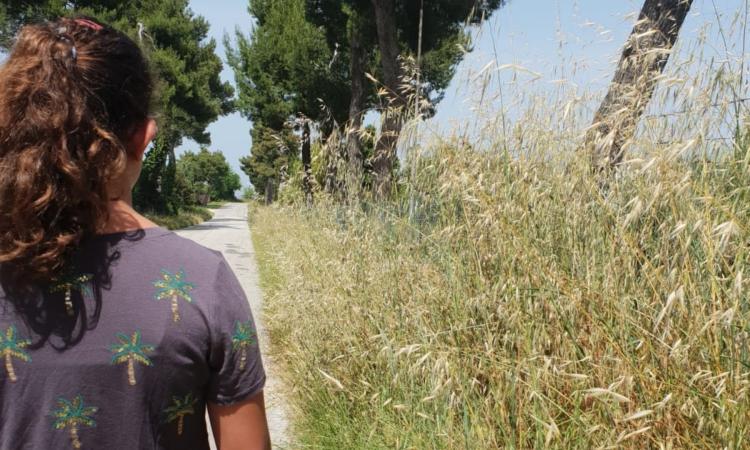 Cura del verde, Michelini: "Ereditati dipendenti con ferie non godute e mezzi in condizioni disastrose" Cura del verde, Michelini: "Ereditati dipendenti con ferie non godute e mezzi in condizioni disastrose"