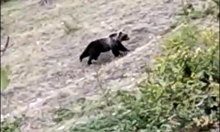 L’orso bruno marsicano ritorna sui Sibillini: "In caso di incontro non va disturbato o innervosito"