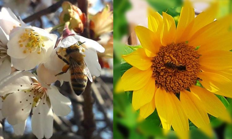 Oasi di fecondazione per tutelare le api dei Monti Sibillini: parte il progetto "Bee Safe" Oasi di fecondazione per tutelare le api dei Monti Sibillini: parte il progetto "Bee Safe"
