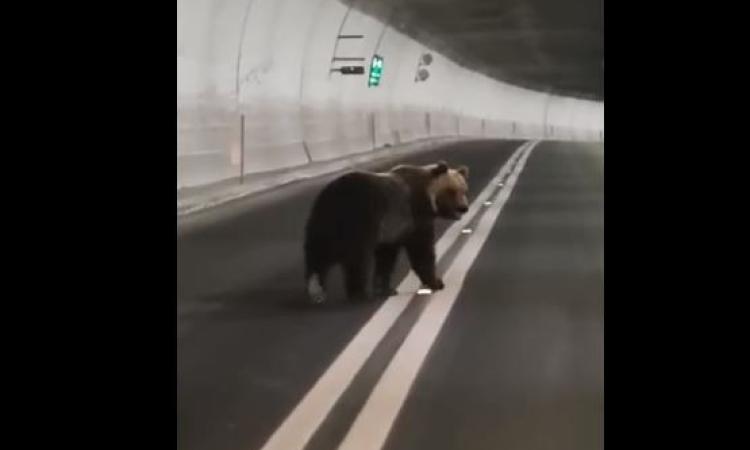 Orso in fuga in galleria Forca Canapine: le immagini fanno il giro del web
