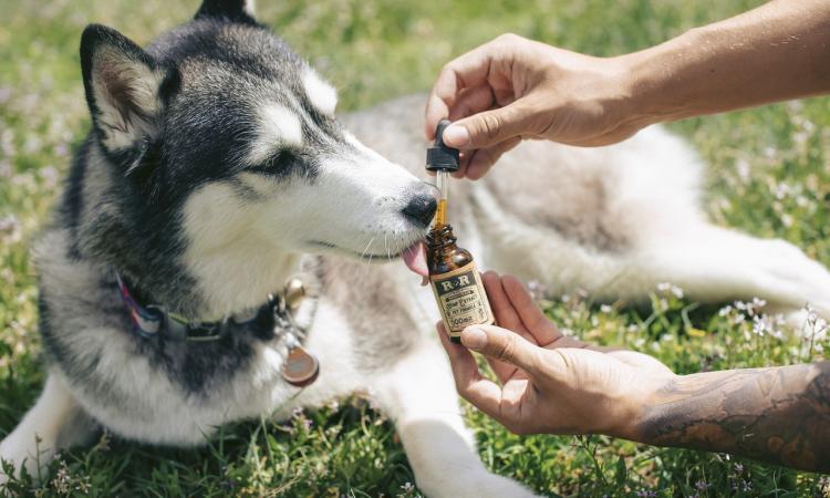Puoi dare al cane olio di CBD?