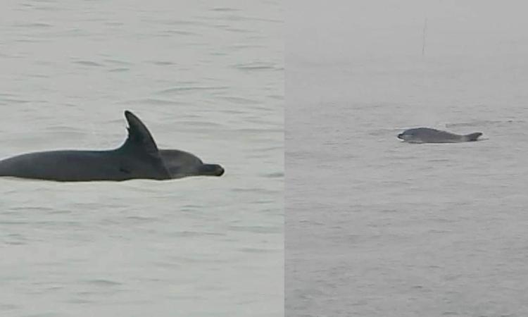 La danza dei delfini al molo sud di Civitanova (FOTO)