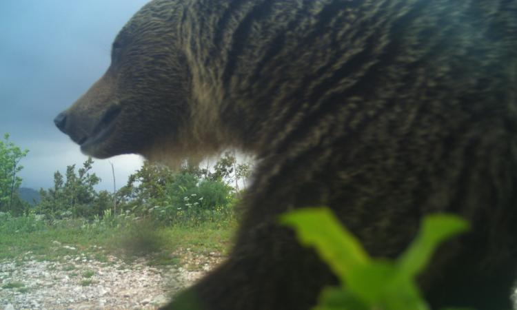 Orso bruno marsicano, nuovo avvistamento tra i Sibillini. “Non è pericoloso, ma serve precauzione”