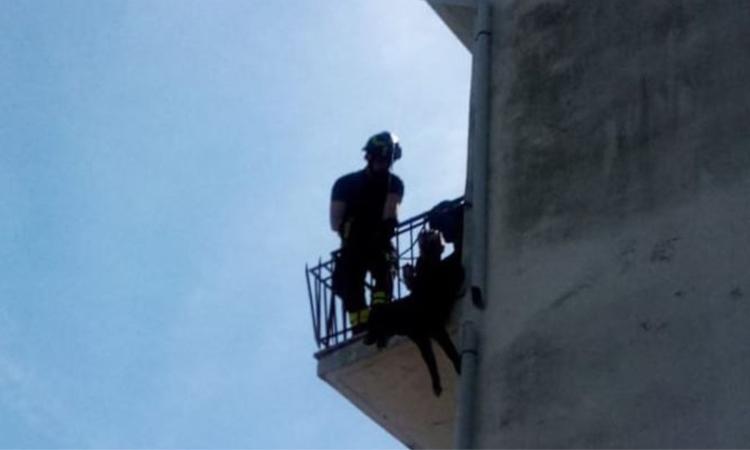Cane incastrato nella ringhiera del balcone e sospeso nel vuoto: intervengono i Vigili del Fuoco Cane incastrato nella ringhiera del balcone e sospeso nel vuoto: intervengono i Vigili del Fuoco