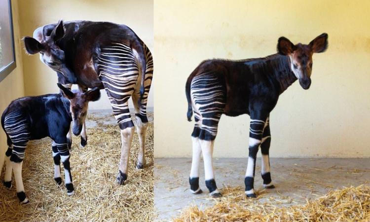 Al Parco Zoo di Falconara nasce Italo: il primo cucciolo italiano di okapi Al Parco Zoo di Falconara nasce Italo: il primo cucciolo italiano di okapi