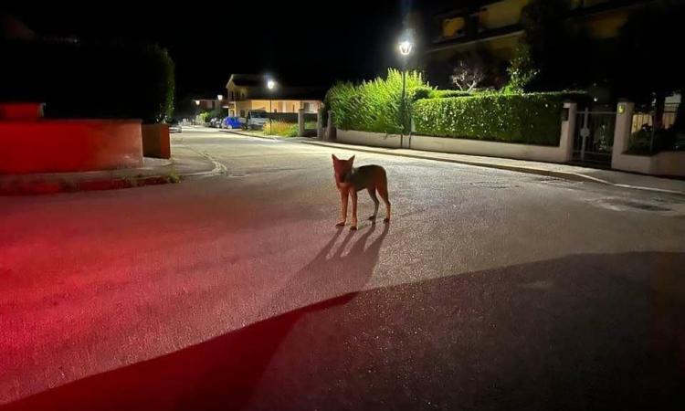 Lupi a Belforte, continuano le segnalazioni. Vita: "Dobbiamo imparare a conviverci" Lupi a Belforte, continuano le segnalazioni. Vita: "Dobbiamo imparare a conviverci"