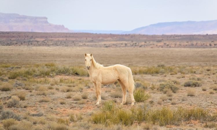 Un tuffo nel passato con le slot machine a tema Far West