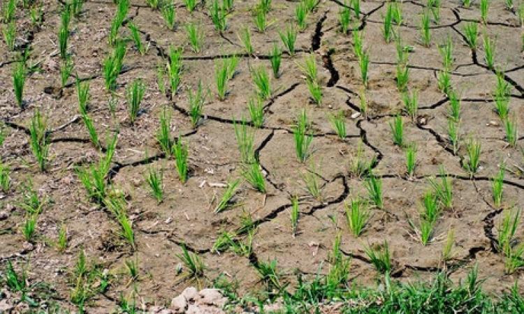 Siccità, "Nelle Marche non è ancora emergenza conclamata, monitoriamo alcuni fiumi" Siccità, "Nelle Marche non è ancora emergenza conclamata, monitoriamo alcuni fiumi"