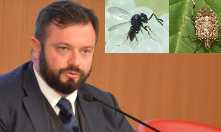 Marche, nuovo rilascio della vespa samurai contro la cimice asiatica. Carloni: "Difendiamo l'agricoltura" Marche, nuovo rilascio della vespa samurai contro la cimice asiatica. Carloni: "Difendiamo l'agricoltura"