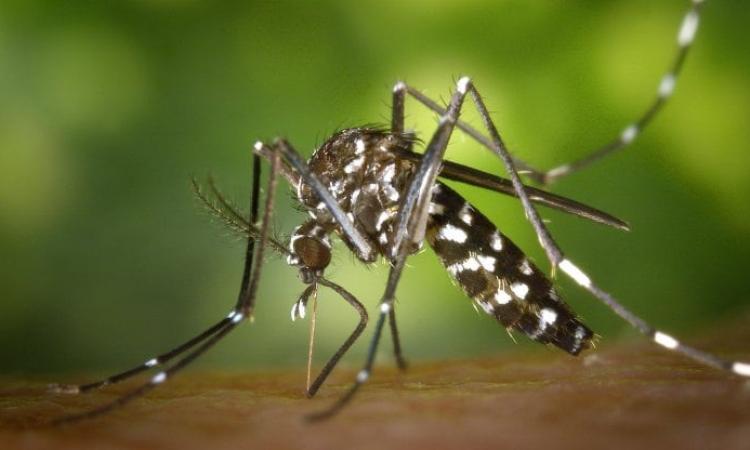 Zanzare, disinfestazione a Pioraco con insetticida 'naturale': "Non saranno utilizzati solventi" Zanzare, disinfestazione a Pioraco con insetticida 'naturale': "Non saranno utilizzati solventi"