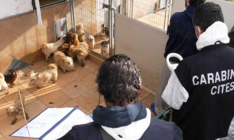 Allevamento "lager", cani malati e maltrattati poi venduti: 15 indagati, tra cui un sindaco Allevamento "lager", cani malati e maltrattati poi venduti: 15 indagati, tra cui un sindaco