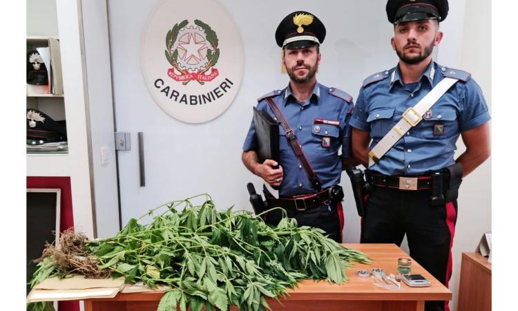 Ussita, coltiva 6 piante di marijuana in casa: 52enne denunciato per spaccio