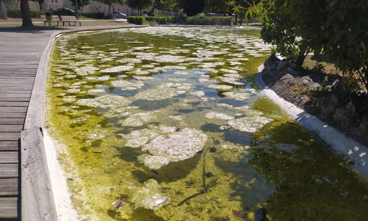 Macerata, sporcizia e rifiuti nelle acque dei Giardini Diaz. "Cittadini incivili, manutenzione in corso"