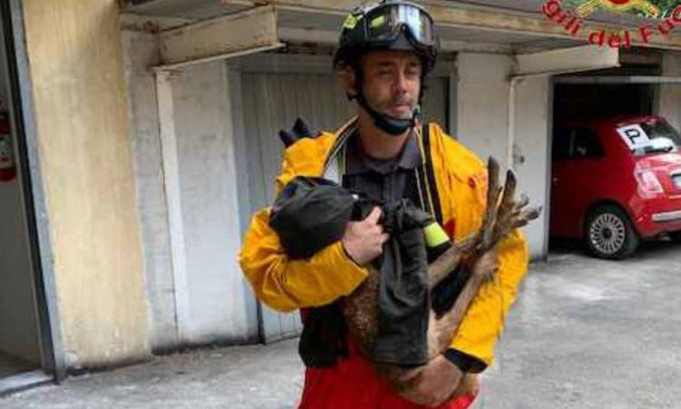 Pioraco, capriolo non riesce a risalire sulla sponda del fiume: tratto in salvo