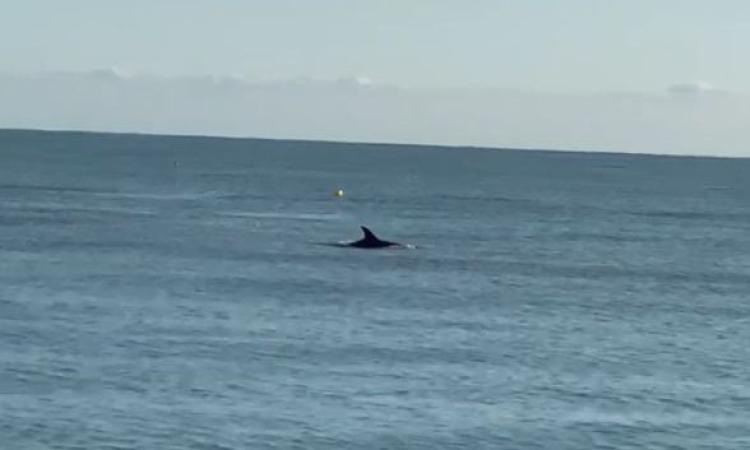 Civitanova, delfino nuota a due passi dalla riva: turisti meravigliati (VIDEO)