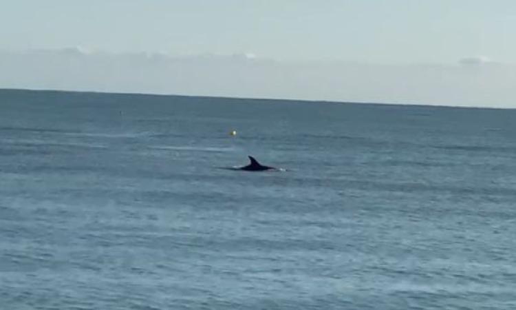 Civitanova, delfino nuota a due passi dalla riva: turisti meravigliati (VIDEO)