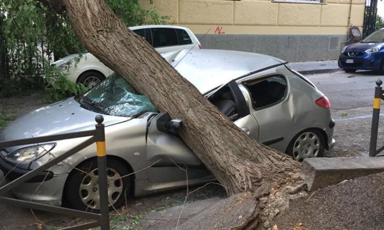 Temporale con caduta alberi: responsabilità del Comune per il risarcimento danni alle automobili Temporale con caduta alberi: responsabilità del Comune per il risarcimento danni alle automobili