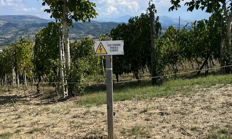 Matelica, danni continui a causa dei cinghiali. Il vicesindaco scrive alla Regione: "Vera emergenza"