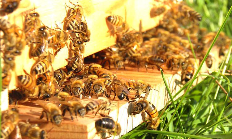 Matelica investe sull'apiturismo: "Esempio di eccellenza da imitare"