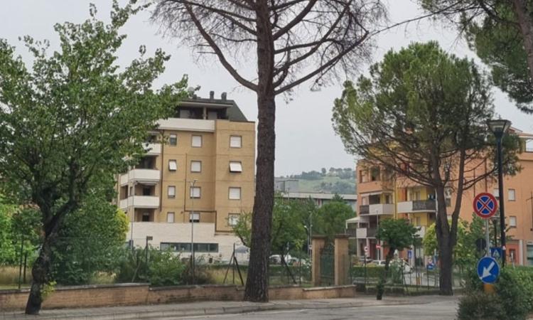 Tolentino, albero da abbattere: tratto di viale della Repubblica chiuso al traffico
