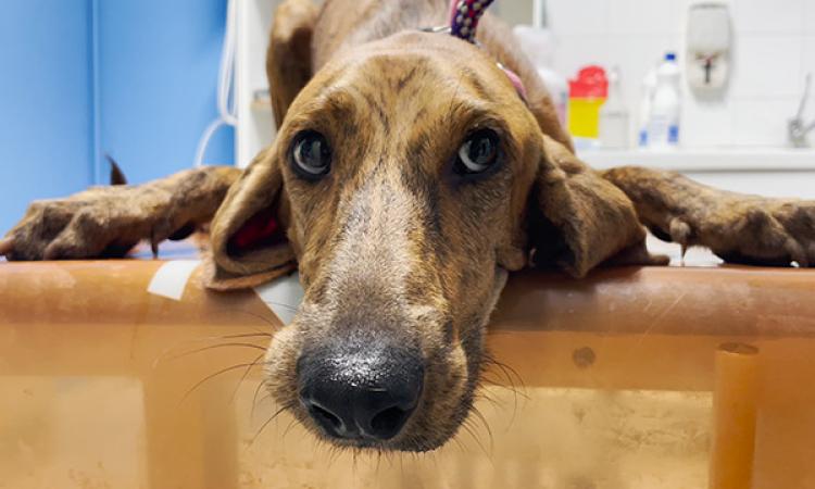 Lanciato da un'auto in corsa e abbandonato: Charlie cerca una nuova casa