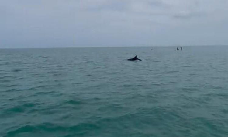 Delfini danzano nelle acque di Civitanova: "Significa che il nostro mare è pulito"